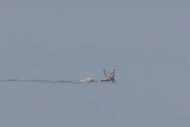 北极圈内首次发现北极熊猎杀驯鹿 将其按到水中淹死图片