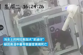 持续高烧42℃，阿拉斯加犬中暑死亡？！秋冬季洗澡用宠物烘干箱靠谱吗？更多“毛孩子必修课”看这里→图片