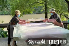 这是劳动的美，桂花树下翻新丝绵，桐乡的陆家四姐妹又来杭州赴约图片