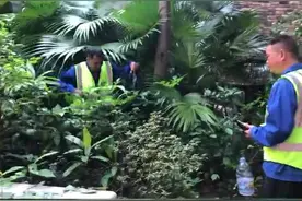 首次放置捕蛇笼，次日就捕获3条蛇！专家：蛇多或是附近施工惊扰所致图片