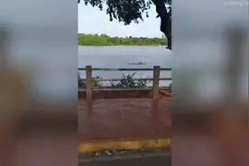 惊险瞬间！巴西男子湖里游泳遭鳄鱼追击 手臂被咬伤图片