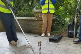 头皮发麻！南宁凤岭一小区刚放蛇笼，次日就捕获3条图片