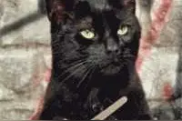 我家的猫，创造了猫国奇迹图片