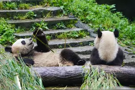 西媒惊叹：全球许多物种濒临灭绝，但大熊猫数量却奇迹增长图片