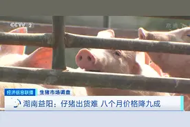 多处龙头猪企猪场“烂尾”！8个月价格降90%，仔猪150元一只都难卖！本轮猪周期拐点来了吗？图片