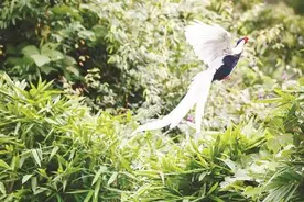 视觉漳州：鹅仙洞“老友”记图片