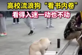 刷屏了！湖北一高校内狗狗都在“看书学习”了，还不赶紧卷起来？图片