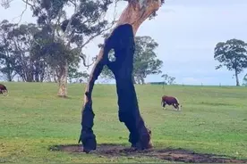 18张不可思议的照片，告诉你生命有多顽强图片