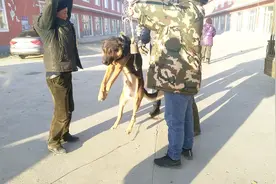 狗市大集上活狗过秤10块钱一斤，真便宜，这些狗会卖到哪去了呢？视频封面