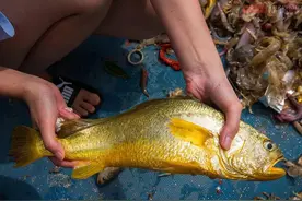 从5毛一斤涨到11万一条，野生大黄鱼天价背后的真相令人伤心？图片