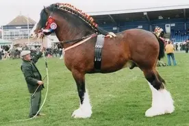 世界上最大的马：体型堪比大象，5吨重物拉着跑，13个壮汉拉不动图片