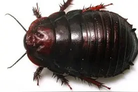 中药古今研究：土鳖虫图片