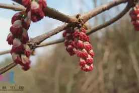 提醒！误食马桑果，险些中毒丧命！已有多人中招图片