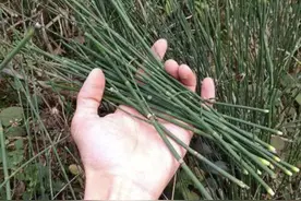 在田地遍布1种草，人称“草麻黄”，以往没人采挖，如今价值高图片