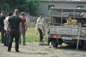 农村大叔卖2只爱犬给屠夫，结账后狗狗的命运截然不同，看咋回事图片