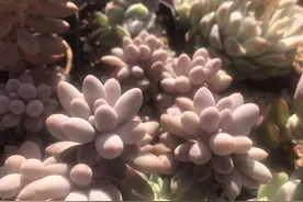 多肉婴儿手指一碰掉叶片，但茎秆和生长点未见异常，其实是闷根图片