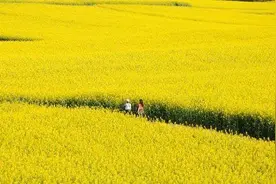 【安平万亩油菜花VR全景】一沐春风万顷黄，油菜花开满地金图片