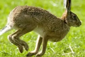 野鸡和野兔——我的教师生涯（2）图片