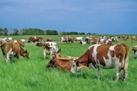 有趣的内蒙古呼伦贝尔之七：鄂温克族自治旗图片