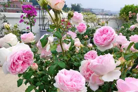 扦插生根的月季移栽以后变成黑干柴，有什么移栽技巧？图片