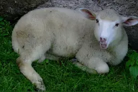 羊不吃草不反刍精神不振吃什么药？羊不吃草呆立没有精神怎么治？图片