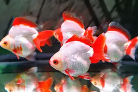 为什么金鱼总是拖着长长的便便？兰寿金鱼拉白便，也不用担心图片