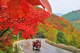 秦岭红叶灿如霞！秋色最美的公路，自驾这样走。图片