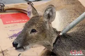 国家一级保护野生动物原麝误闯村民家中被家犬攻击！长白山野生动物救助站及时救助放归山林图片