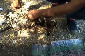 流浪狗被沥青覆盖全身，濒临死亡之际被拯救，治疗后还原可爱外貌图片