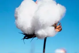 棉花：我还是中药，能治病！图片