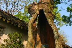 俗语“大树莫碰机油，碰到机油一命休”，大树为啥怕机油呢？图片