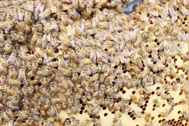 蜜蜂的寿命有多长的时间，看两位养蜂人师傅怎么说的