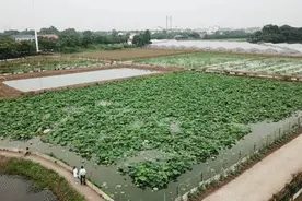 夏天的味道！现挖藕尖，鲜脆能生吃，错过等一年...图片