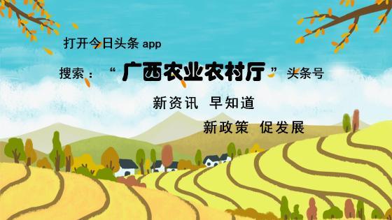 猕猴桃有酒味是怎么回事？还能吃吗？快来看看吧~