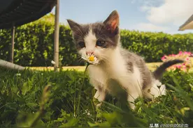 宠物吃起醋来，还有女朋友什么事儿？图片