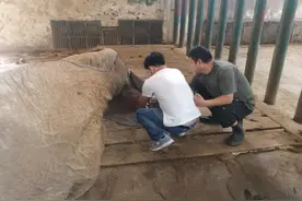 病情恶化！郑州动物园一非洲象无法自主进食图片