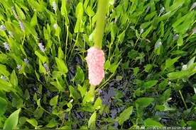 福寿螺繁殖旺季，鱼塘虾塘要留意：清理福寿螺正当时图片