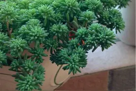 最好养的多肉之一，丢在阳台没有管，也能长成蓬勃一片小森林图片