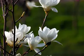 玉兰花大全，简介5种玉兰花，你喜欢哪种？图片