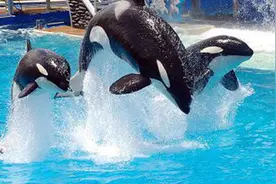 虎鲸表演，海昌海洋公园最火的节目