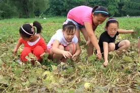 开展农业生产劳动，明确劳动教育目标，提升学生的生产劳动技能图片