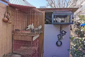 养鸽扰民，还拿“信鸽协会会员”做挡箭牌不灵了图片