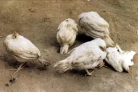 关于鸡子新城疫的一些知识图片