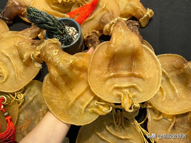 赤鱼胶是什么鱼的胶 2026年赤鱼胶的营养价值及功效