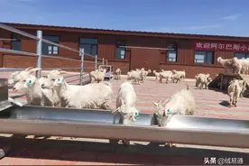 那些你必知的羊绒知识在这里图片