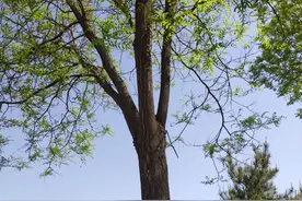 换个角度 去看待一件事，一棵树的启示图片
