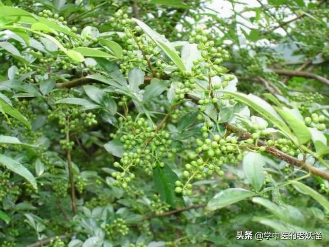 花椒的功效与作用的功能与主治 2026年花椒的功效与作用的功能与主治