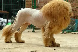 男子给藏獒做了个狮子的造型，藏獒却差点因此丢掉性命图片