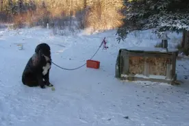 狗狗被拴在雪地里5年，只因管不住嘴爱咬牲畜，主人怕邻居找麻烦图片