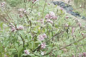 农村的“强盗药”，治疗跌打损伤、关节疼的药材，很多人都不认识